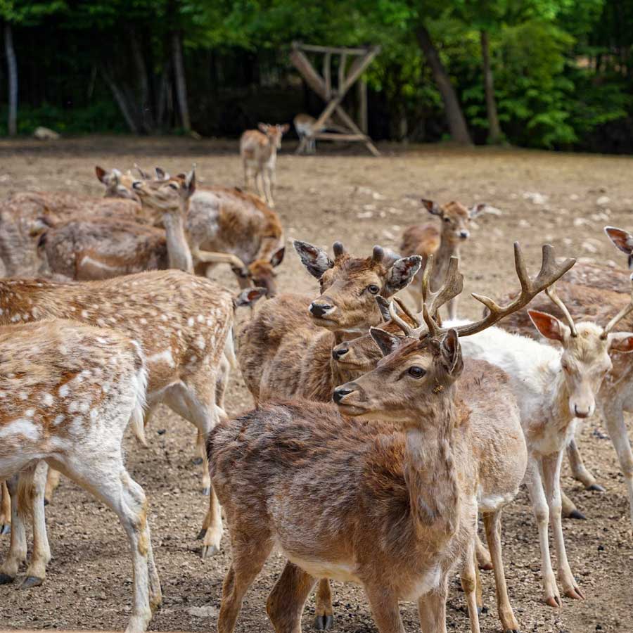 BIKE TOUR “RANCH DEER VALLEY”